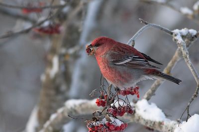 Tallbit/Pine Grosbeak.