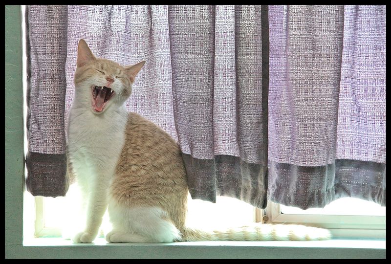 A Robust Yawn