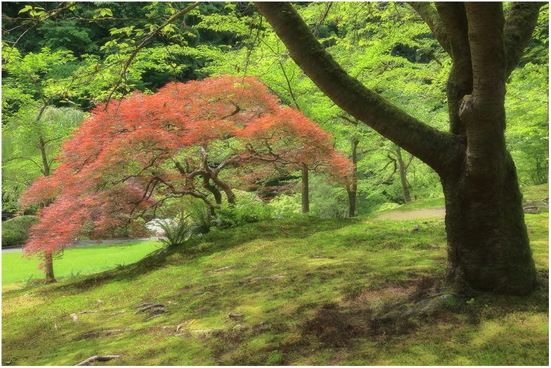 Red & Greenery
