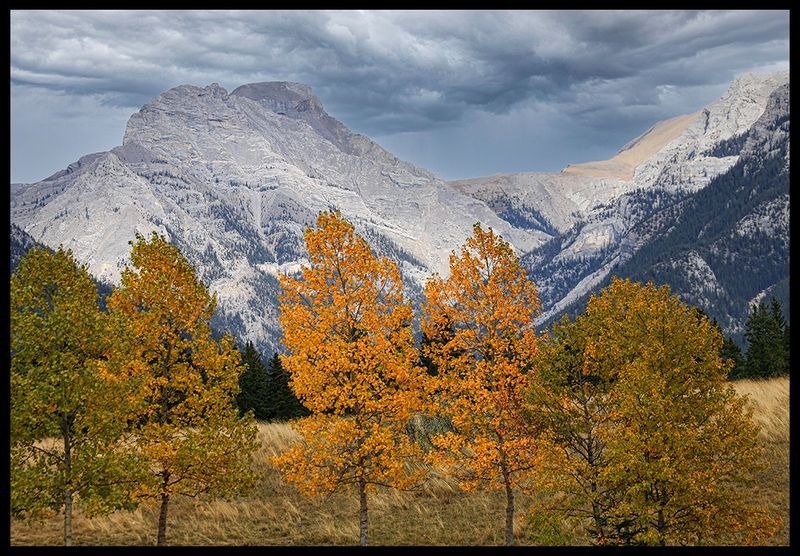 Autumn Shades
