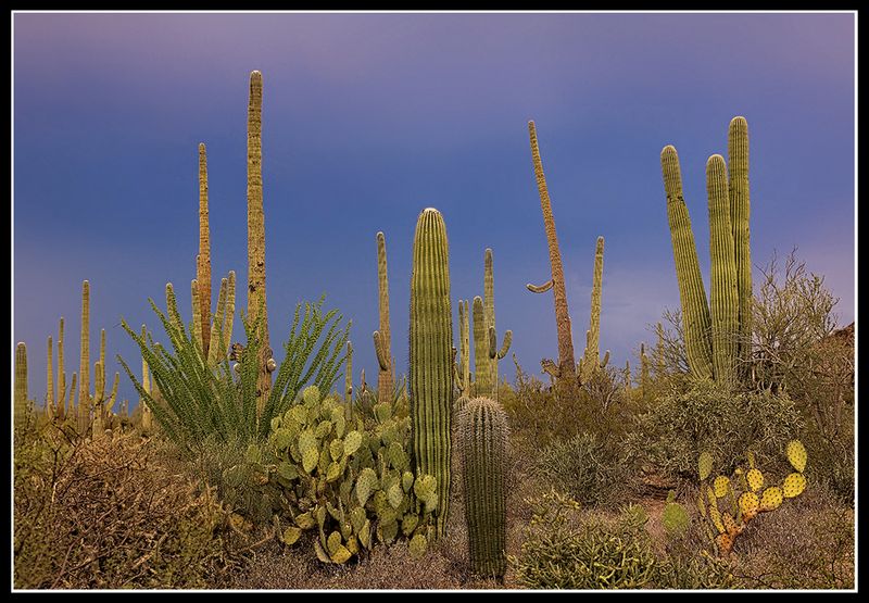 Desert Quietude