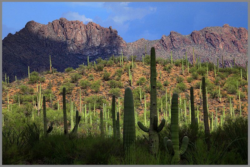 Shades of the Desert