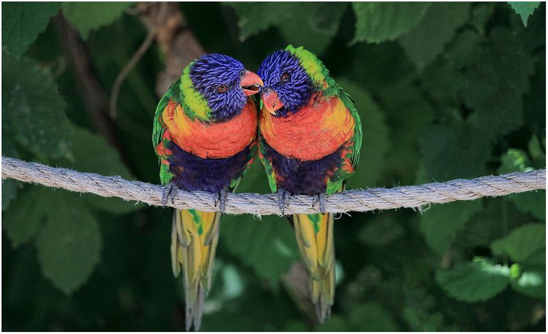 Lorikeet Love