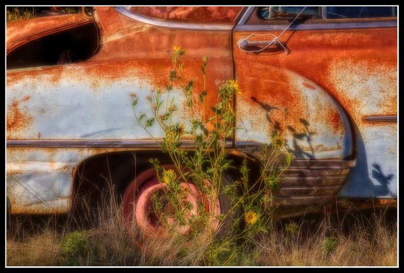 Fading Beauty