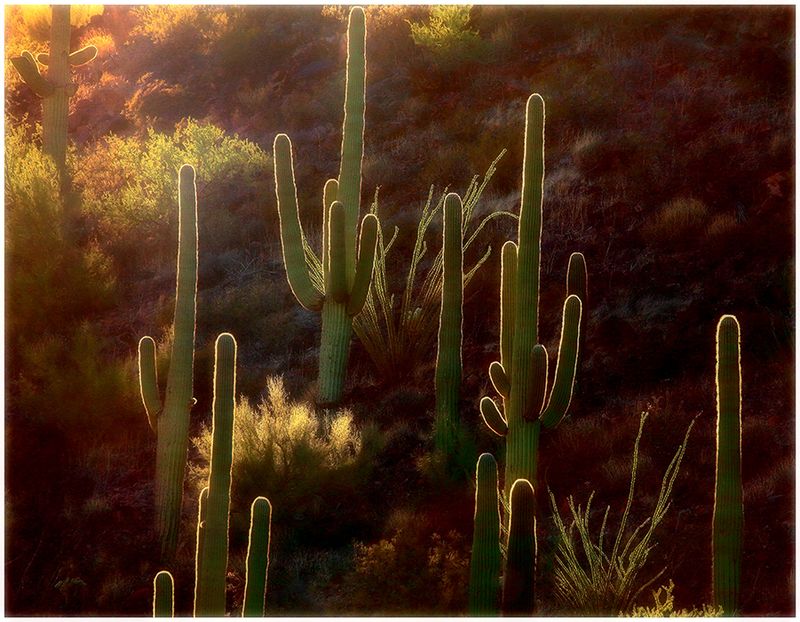 Desert Beacons
