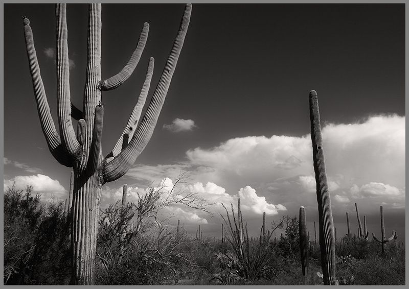 Cumulus Backdrop