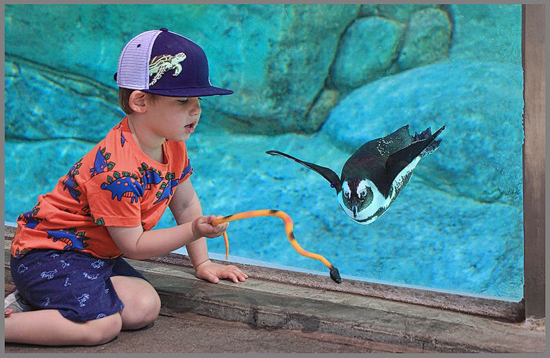 Penguin Play