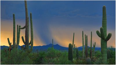 Arizona Desert