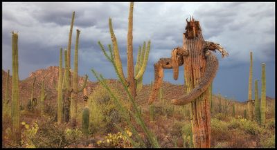 Arizona Desert