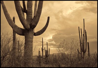 Arizona Desert