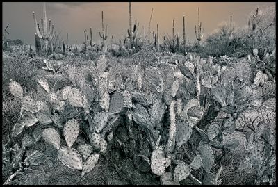 Arizona Desert