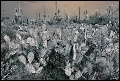 Arizona Desert