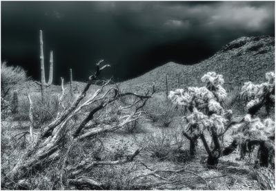 Arizona Desert