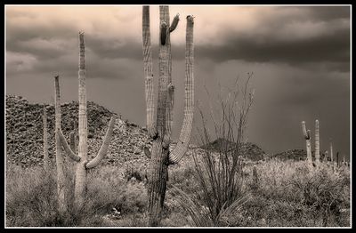 Arizona Desert