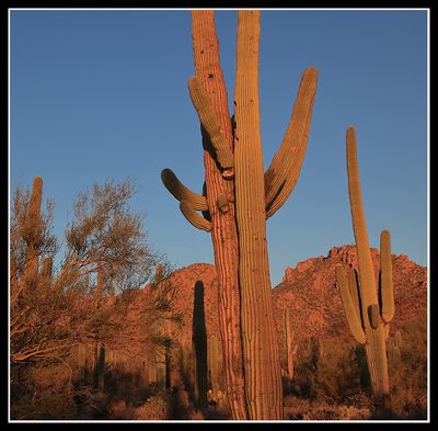 Arizona Desert