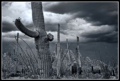 Arizona Desert