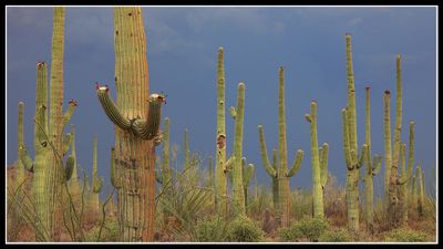 Arizona Desert