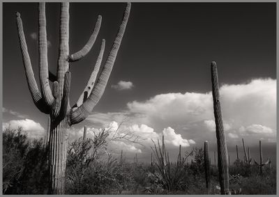 Arizona Desert