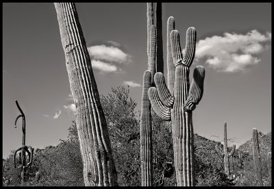 Arizona Desert