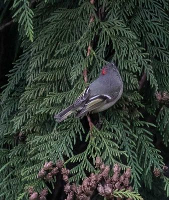 <br>Carl Erland<br>April<br>Ruby Crowned Kinglet