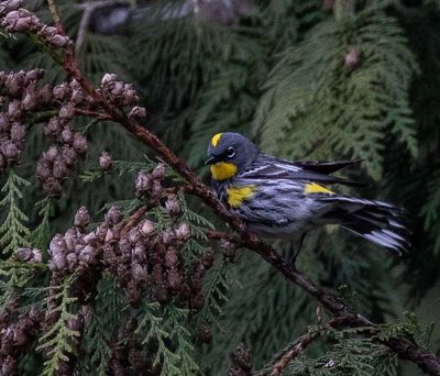 <br>Carl Erland<br>April 2023<br>Yellow-rumped Warbler