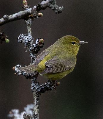 <br>Carl Erland<br>April 2023<br>Orange-crowned Warbler