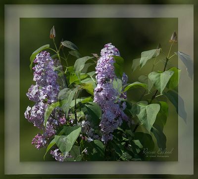 <br>Racine Erland<br>May 2023<br>Lilac Bouquet <br> Small Experiment