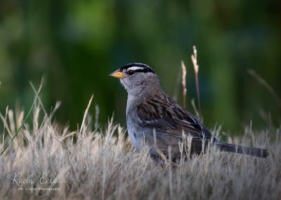 <br>Racine Erland<br>June 2023<br>White Crowned Sparrow
