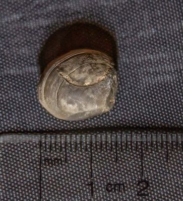 <br>Carl Erland<br>July 2023<br>Small Clam Fossil