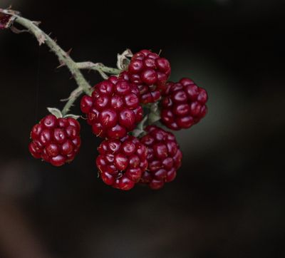 <br>Carl Erland<br>October 2023<br>Late Berries