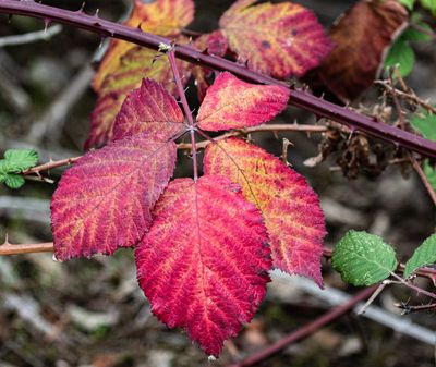 <br>Carl Erland<br>October 2023<br>Himalayan Blackberry Leaf