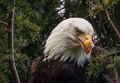 Eagles