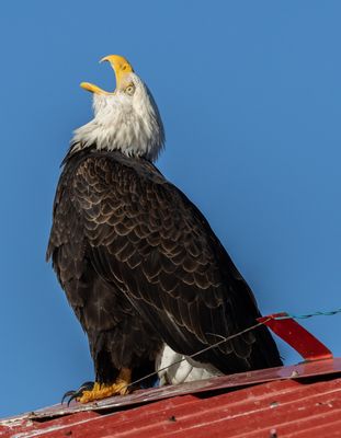 g13/78/893478/3/175190540.46dcf22c.JPEG