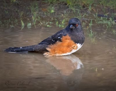 Perching Birds Gallery