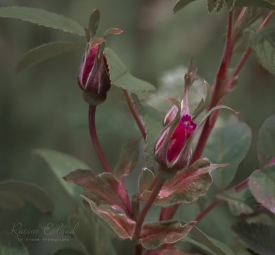 SPRING PLANTS:  March, April, May