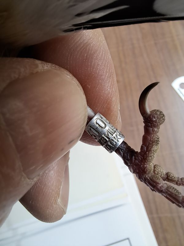 Ring 3610164-10