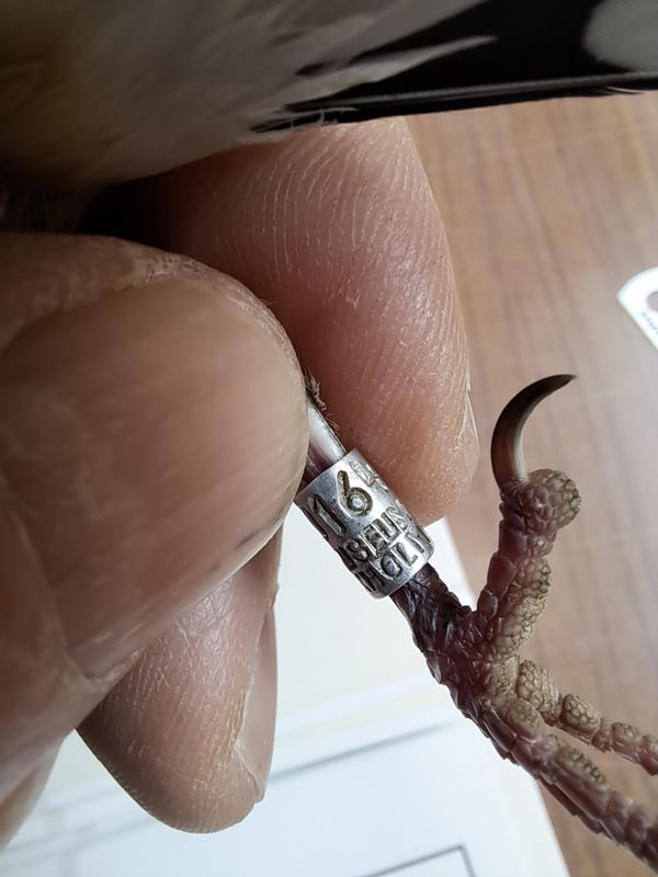Ring 3610164-16