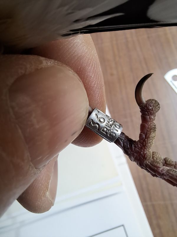 Ring 3610164-36