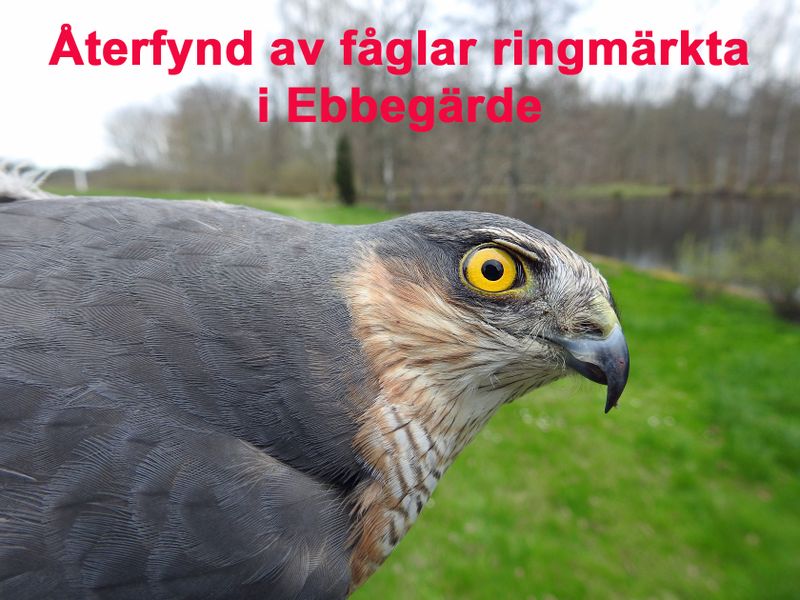 Katalog - Återfynd av fåglar ringmärkta i Ebbegärde