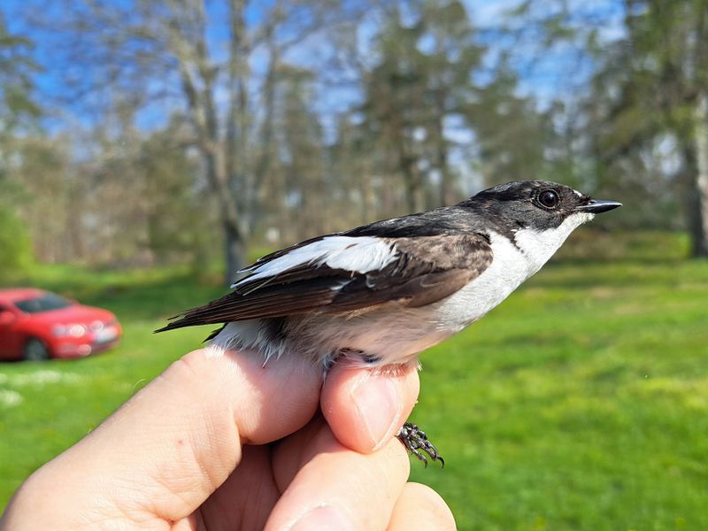 Svartvit flugsnappare (M) 3+