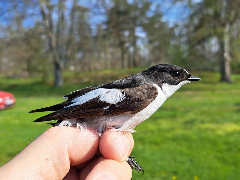 Svartvit flugsnappare (M) 3+