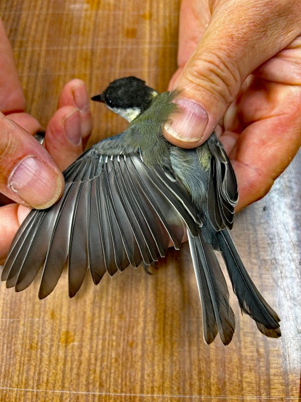 Talgoxe (-) 10 postjuvenila ruggning