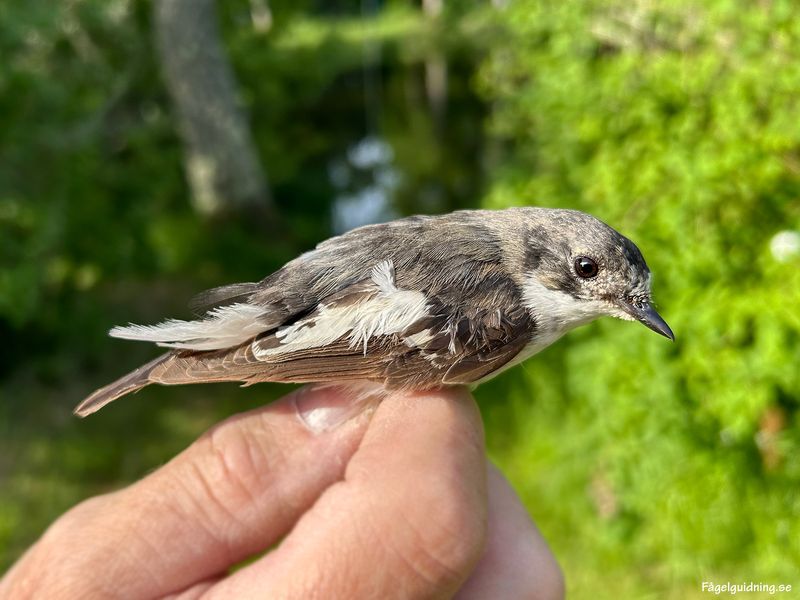 Svartvit flugsnappare (M) 20