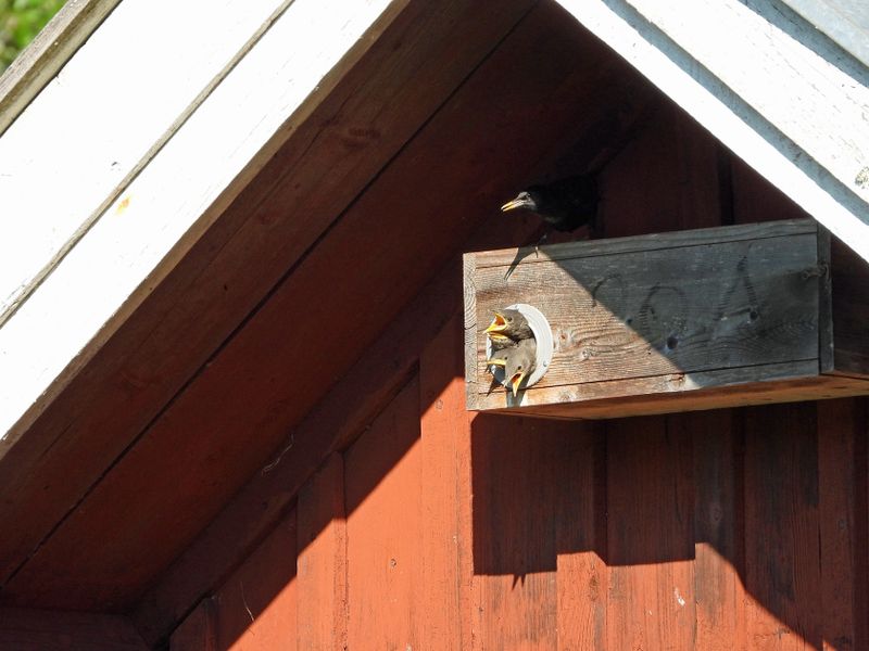 Stare (-) 10 och (-) 2+ (holkmrkning)