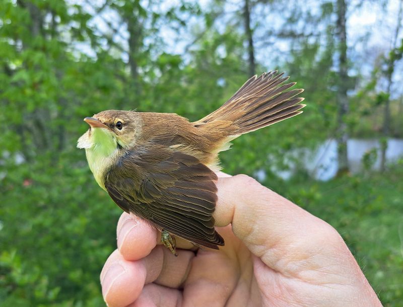Rörsångare