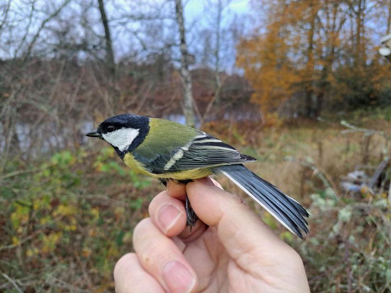 Talgoxe (F) 10 talgoxe nummer 2000 som ringmrktes