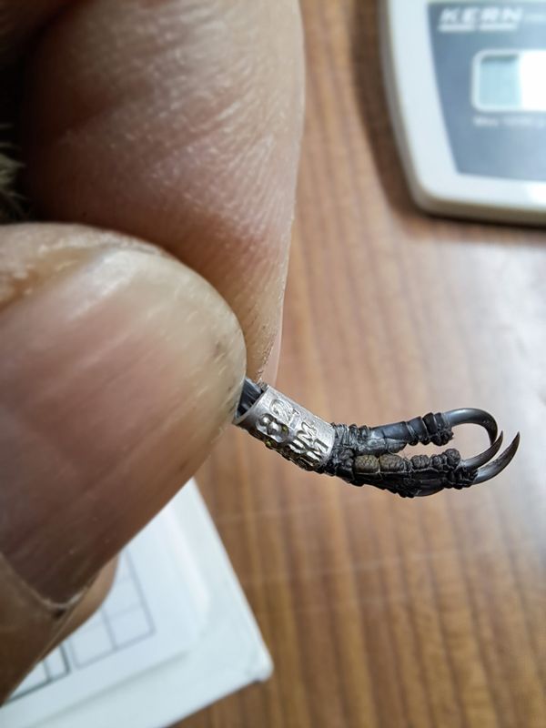 Katalog Blåmes 1EP46682 Ringmärkt i Sverige