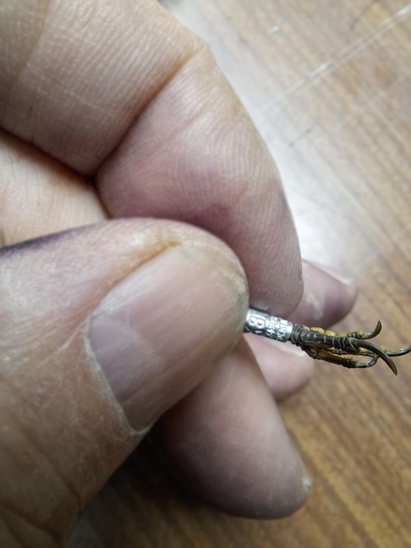 Katalog - Gransångare VK8117 Ringmärkt Sverige