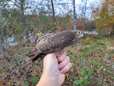 Katalog - Sparvhök