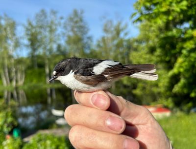 Katalog - Svartvit flugsnappare